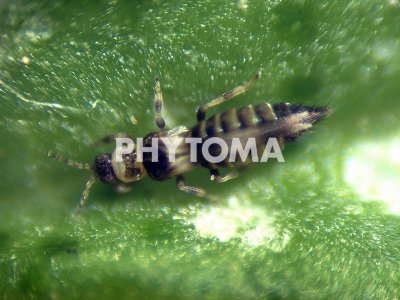 Neohydatothrips samayunkur